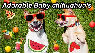 Adorable Baby Chihuahuas in action