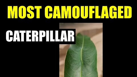 Most Camouflaged Caterpillar