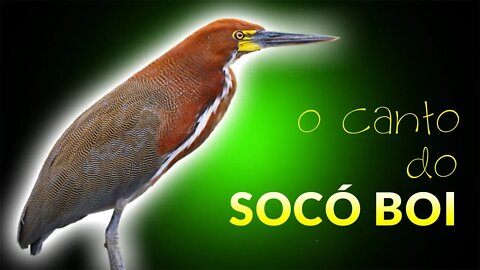 SOCÓ BOI - Canto do Socó Boi - Canto dos Pássaros Brasileiros