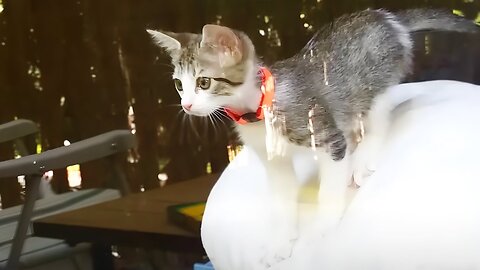 101 SUPER Weird Cats 🙄 | Funniest Cat Videos"😁😆😂