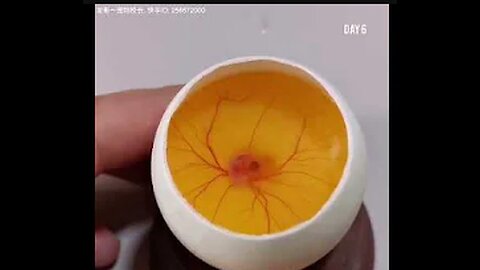 How A Chick Born From A Egg 🐣 - Interesting Video - 😱