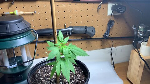 Update #2 on the Clone