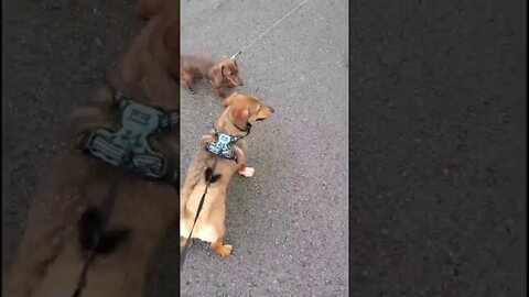 Puppy daschund playing with his older dog friend