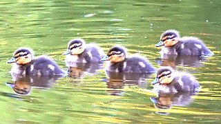 Five More Mallard Duck Ducklings See the Light of Day