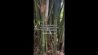 What Is Clumping Bamboo? Learn More Ocoee Bamboo Farm 407-777-4807