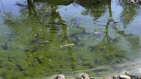 Tiny Koi fish lake
