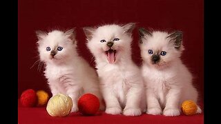 Cute Cat Video| Funny Cats Video