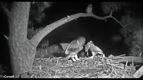 Dad Arrives Picking Up A Bird Brought In Earlier 🦉 4/12/22 00:29