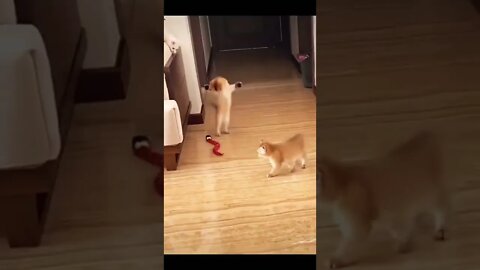 Funny Cats #trending #short #viral #entertainment