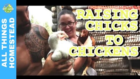 Cornish Cross Chickens & Brown Leghorn Chickens // Homestead Vlog