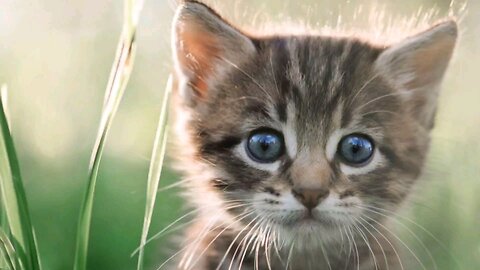 Playful kitten time!