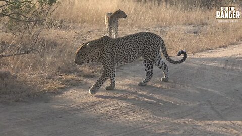 THREE Leopard In One Spot!! (Introduced By Matthew Mackay)