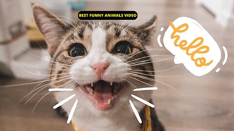 Super cute and funny animals | Best funny animals compilation, best funniest animals video