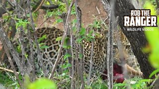 Leopard Feeding | Kruger National Park, South Africa