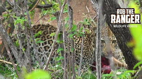 Leopard Feeding | Kruger National Park, South Africa