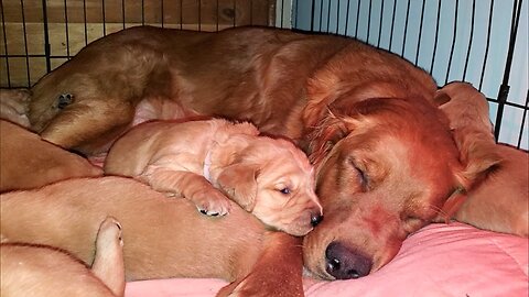 Golden Retriever Mom with her 3 week old puppies