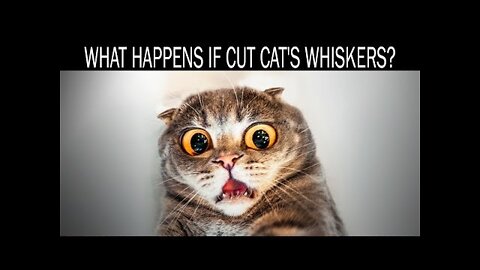 What happens if cut cat's whiskers
