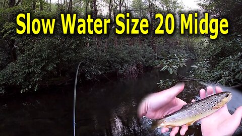 Slow Water Spooky Trout on Size 20 Midge Dry Fly Fishing