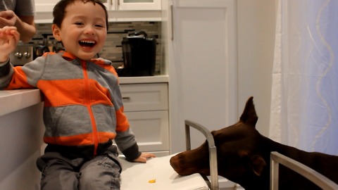 Boy laughs hysterically at his silly doberman