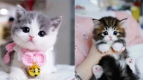 Baby Cats - Cute and Funny Cat Videos Compilation #2 / Wah Animals