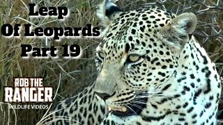 Leap Of Leopards: Mother And Cubs (19): Full Of Impala