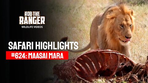 Safari Highlights #624: 31st August 2021 | Maasai Mara/Zebra Plains | Latest Wildlife Sightings