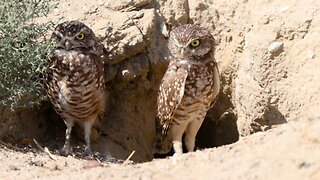 Discovering The Animals of the Sonoran Desert