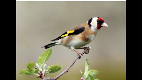 Beautiful Goldfinch with beautiful song