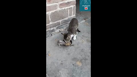 Funny and Cute Cats