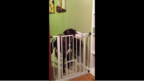 Genius dog learns how to open gate