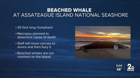 Dead whale washes up at Assateague Island