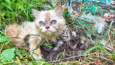 This Mother Cat Was Thrown Out With Her Kittens In This Area Without Water