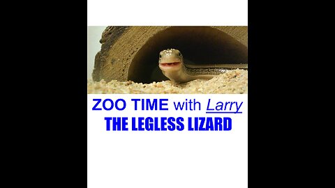 LARRY THE LEGLESS LIZARD [12-15-2021]