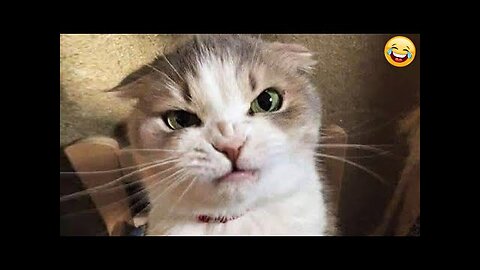 Funny animal videos - Funny cats/dogs - Funny animals Part 15