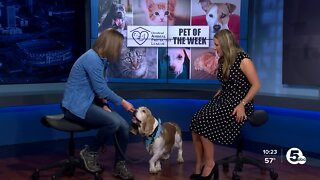 Bentley is Cleveland Animal Protective League's Pet of the Week