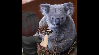 Koala comedy