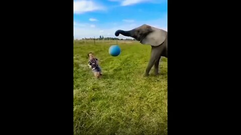 Happiness 🐘 Of Animals get this viral | #shorts | #viral | #funny | #happyanimals