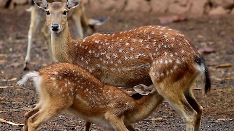 Deer Feeding His Baby So Cute Footage