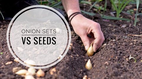 ONION BULBS VS SEEDS. WHATS THE DIFFERENCE BETWEEN ONIONS SEEDS & ONIONS BULBS | Gardening in Canada