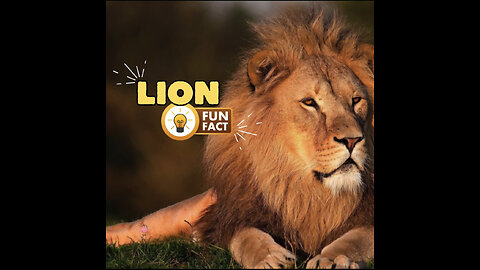 Lion Fun Fact