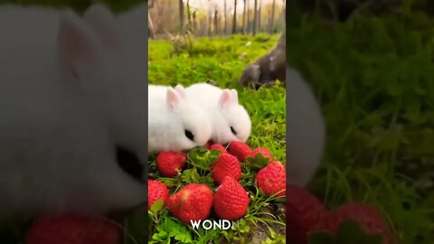 Enjoy Strawberries with Rabbits#beautiful#nature#wow#wonders#strawberry#rabbit#youtube