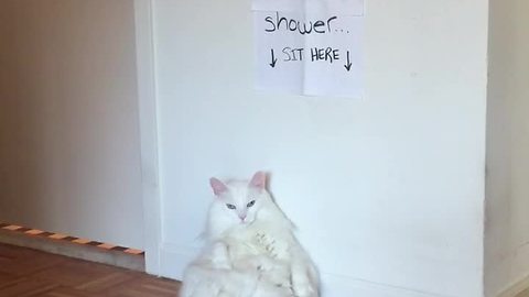 Cat unknowingly admits to breaking the rules