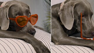 Close Up Video of a Dog Wearing Sun Glass