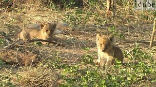 Baby Lions - Cute and Fluffy!!