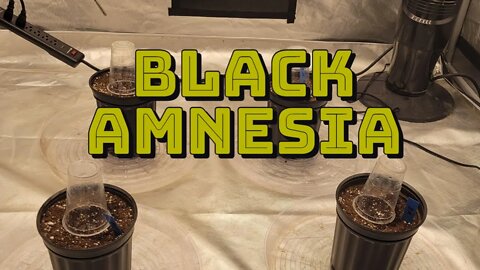 Planting the Black Amnesia #MarsHydro #TSW2000 #RootedLeaf