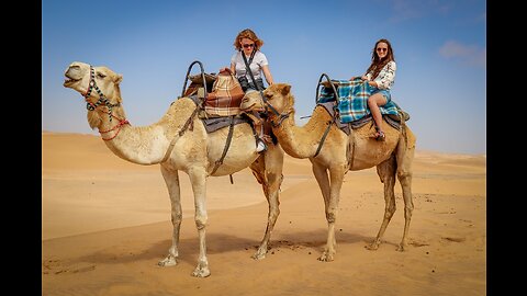 Camels : Icons of Endurance and Resilience in Arid Lands