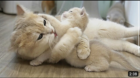 The way the mother cat loves her kitten is very strongly