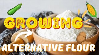 How To Grow Flour Without Wheat. Growing Plants That Will Save You Money On Groceries. 🥐🧁