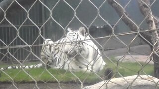 White Tiger