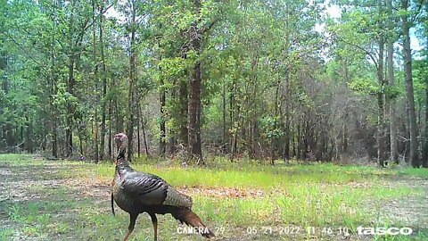 Alabama Thunder Chickens are all over now! This is what usually happens AFTER season.